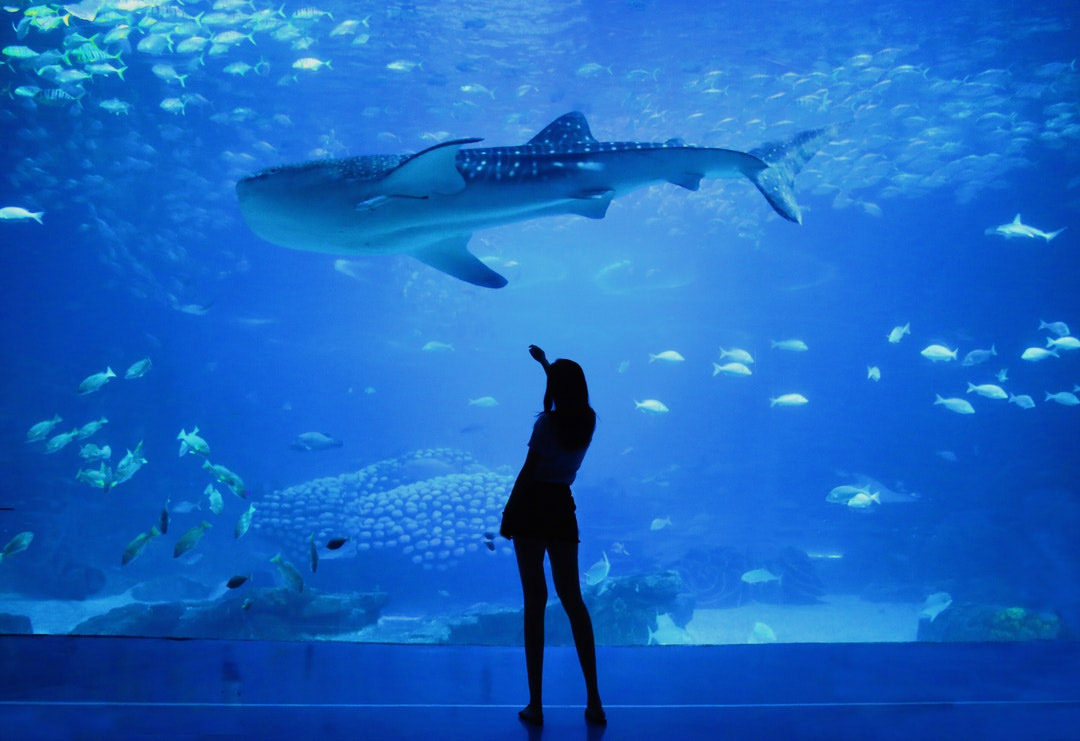 Picture of the aquarium